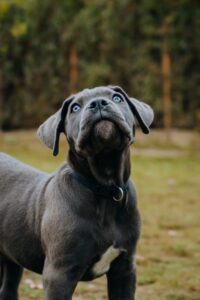 Cane Corso