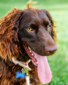 Boykin Spaniel