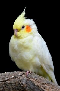 Cockatiel