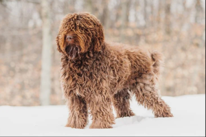 Barbet Dog