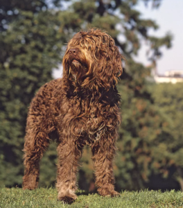 Barbet Dog