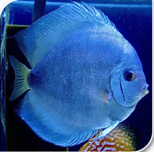 Blue Discus Fish