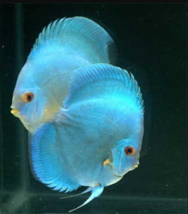 Blue Discus Fish