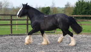 Shire Horse 