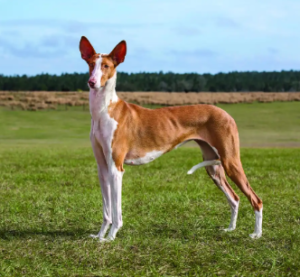 Ibizan Hound