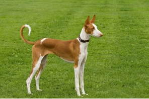 Ibizan Hound