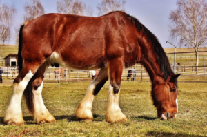 Shire Horse 