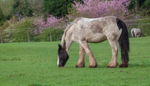 Shire Horse 