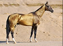 Akhal-Teke 