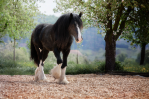 Black Shire horse