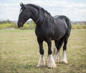 Black Shire horse