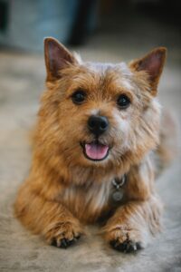 Norwich Terrier