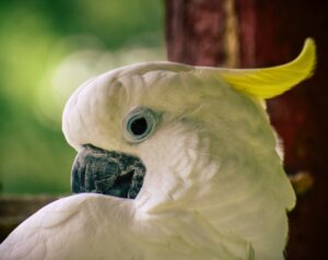 cockatoo