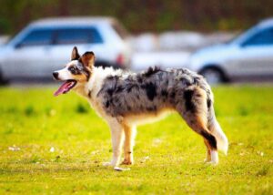 Australian shepherd