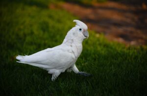 White Cockatoo