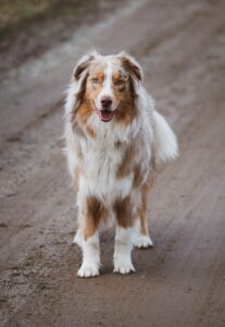 Australian Shepherd