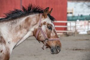 Appaloosa friesian horse