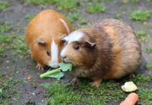 himalayan guinea pigs