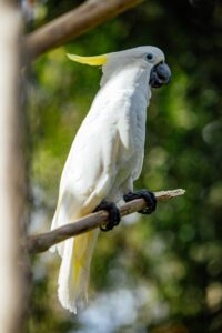 Cockatoo