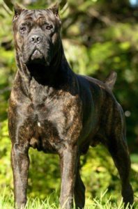 Brindle Cane Corso