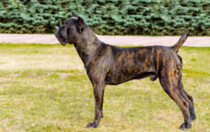 Brindle Cane Corso