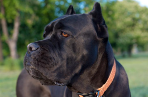 Cane Corso