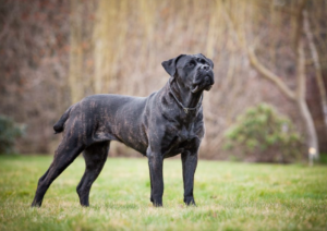 Cane Corso