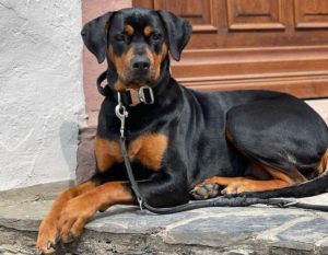 Cane Corso Doberman Mix