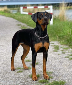 Cane Corso Doberman Mix