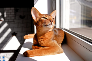 Abyssinian Cat 