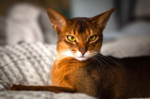 Abyssinian Cat