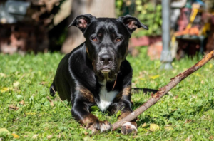 Cane corso german shepherd mix