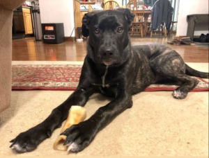 Cane corso german shepherd mix