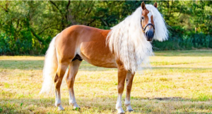 Haflinger Horse