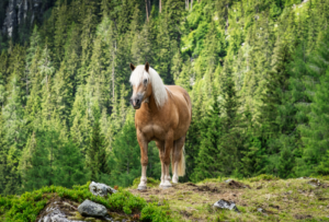 Haflinger Horse