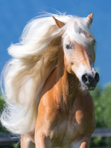 Haflinger Horse