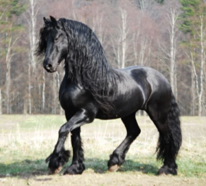 Friesian Horse