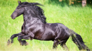 Friesian Horse