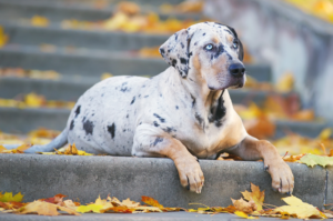 American Leopard Hound