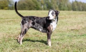 American Leopard Hound