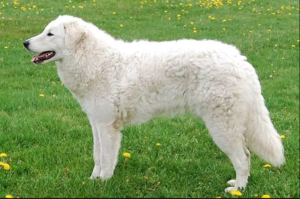 Kuvasz