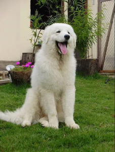 Kuvasz