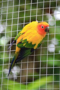 Sun Conure