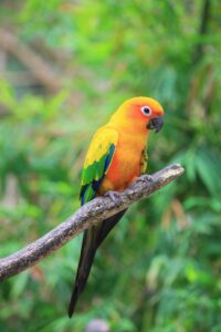 Sun Conure