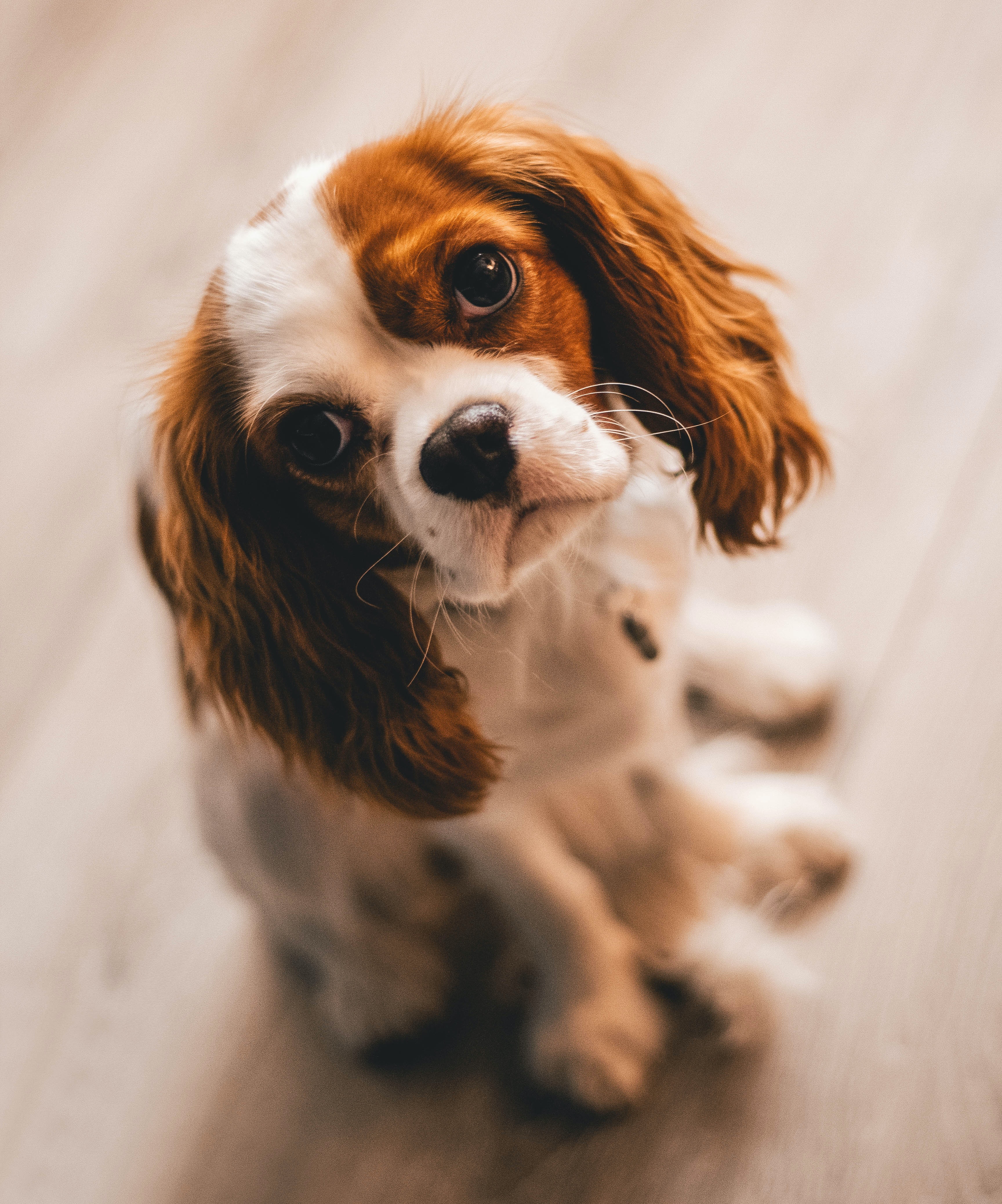 Boykin Spaniel