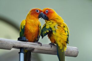 Sun Conure