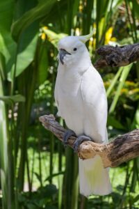 Cockatoo