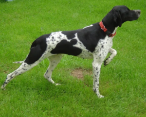 Pointer Dog