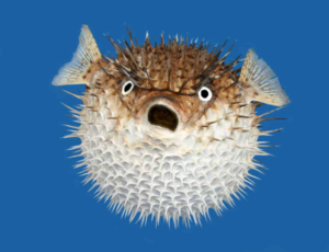 Puffer Fish