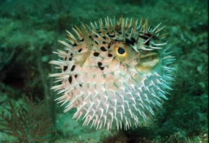 Puffer Fish